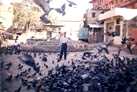 Amidst birds