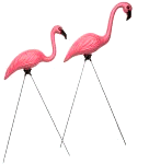 Flamingos-lawn-1.gif (4051 bytes)