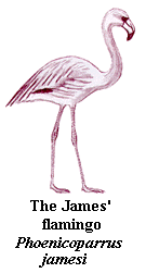 flamingo-Caribbean.gif (10277 bytes)