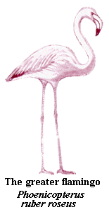 flamingo-greater.gif (8147 bytes)