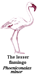 flamingo-lesser.gif (5032 bytes)