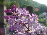 Lilac close-up
