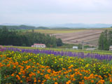 Biei flowerbeds