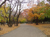 Maruyama Park in autumn
