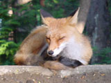 Zzzz...