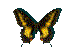butterfly button