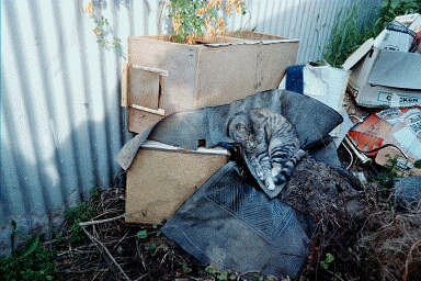 patsy_rubbish