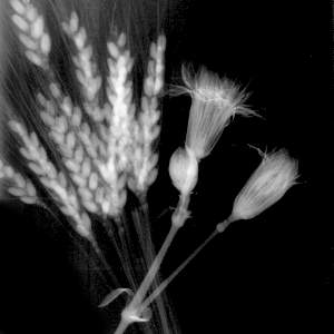 Dried Plants