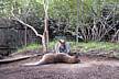 zoo-Bronx_Zoo-Tom_wake_up_its_9_The_school_starts_and_besides_you_are_the_teacher_reasoned_mam.jpg