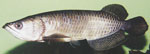 A_Jardini1