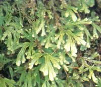 Daun Cakar