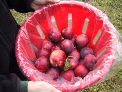 Les meilleures pommes au monde, les pommes Empire fraichement cueillies!