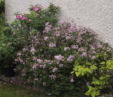des roses et des lilas