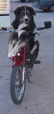 mignon comme tout