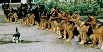 Animals