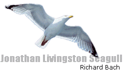 seagull.gif (9327 bytes)