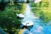 Ambient Assymetric Swans