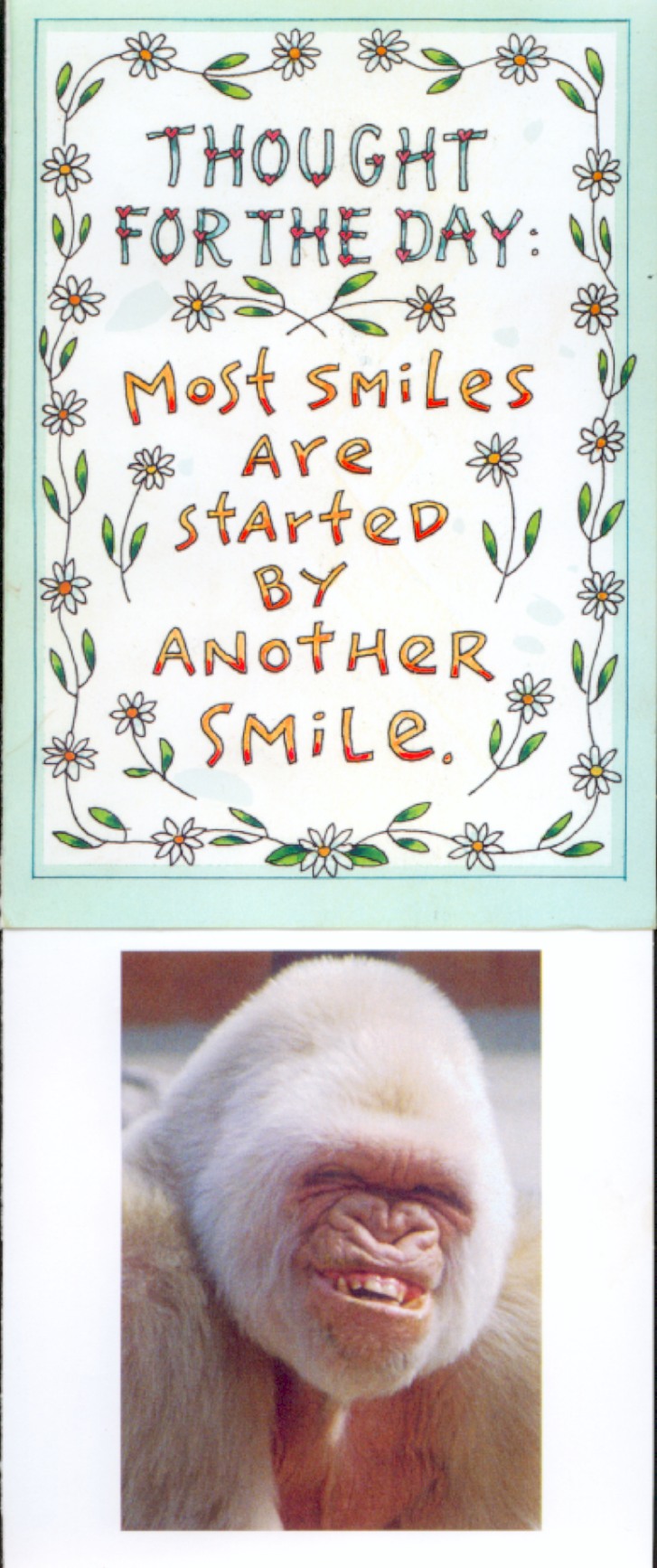 Gorilla Smile!