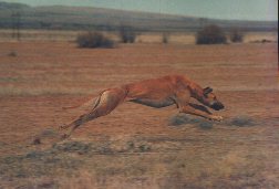 Chica at ESCA event, Los Lunas, New Mexico