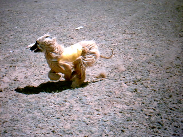 Feather at ESCA practice, Los Lunas, NM