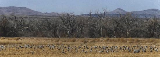 sandhill cranes