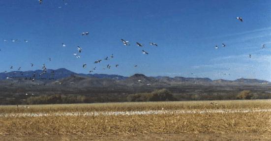 snow geese