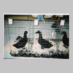 scan0009.html