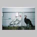 scan0010.html