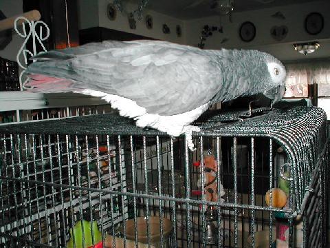 Beautiful African Grey on a cagetop
