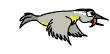 Picture of a bird