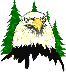 Eagle face small