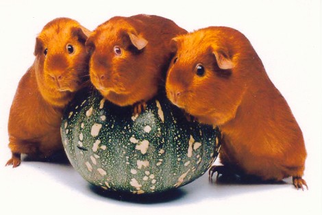 photo courtest of Gemstone Graphics