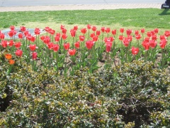 20060410-washington-7409.jpg