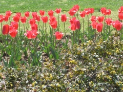 20060410-washington-7410.jpg