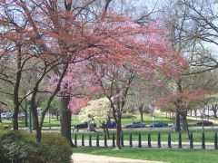 20060410-washington-7431.jpg