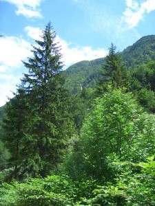 slap-pericnik-20050723-4751.jpg
