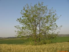20070321-latrun-img_0354.jpg
