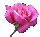 pinktiny