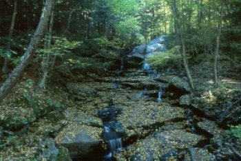 Brook along the Delaware River on Penn. side.  Across the river is Callicoon, NY