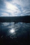 Wawayanda Swamp