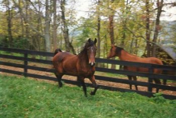 Junior enjoying his freedom
