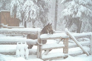22 inches snow 1992