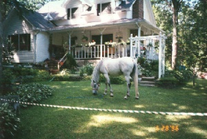 Talla on my lawn- her pasture