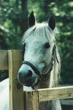 head shot 1992