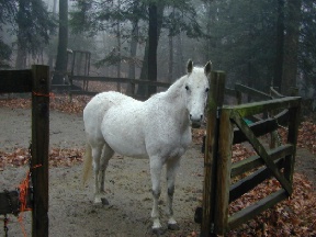 foggy and rainy