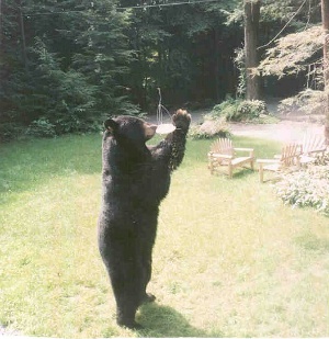 Raiding my feeder.  I am 5'8