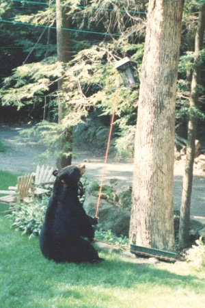 Sidney trying to get my bug zapper, he thought it was a feeder