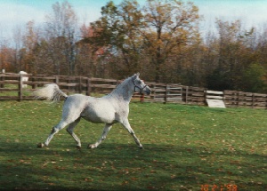 extended trot