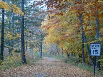 paved road, fall leaves