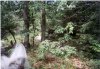 bear I chased off of the trail